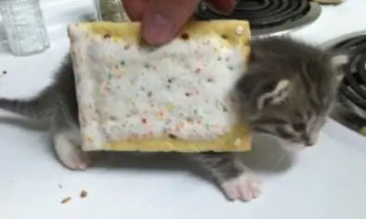 nyan cat